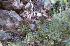 Sciurus nayaritensis