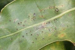 Theridula gonygaster