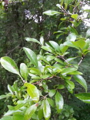 Crataegus spathulata