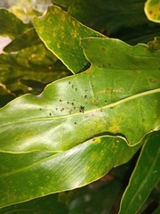 Theridula gonygaster