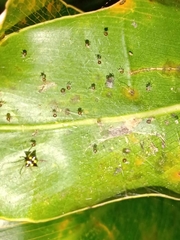 Theridula gonygaster