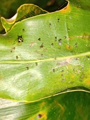 Theridula gonygaster