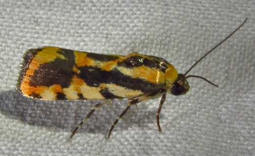 Common Spragueia Moth photo 5
