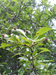 Crataegus spathulata