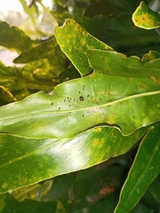 Theridula gonygaster