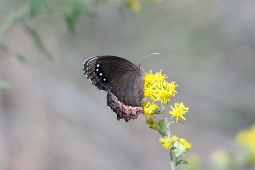 Red-bordered Satyr photo 2
