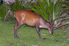Muntiacus muntjak