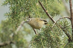 Regulus regulus teneriffae