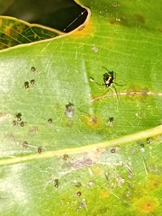 Theridula gonygaster