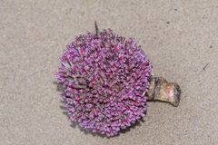 Poikilospermum