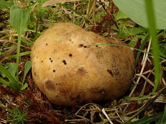 Scleroderma septentrionale