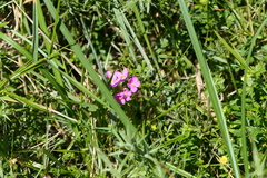 Centaurium portense