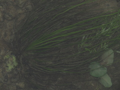 Isoetes malinverniana