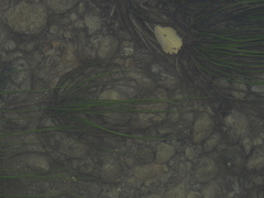 Isoetes malinverniana
