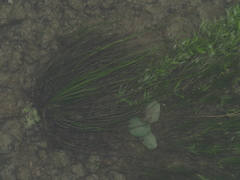 Isoetes malinverniana