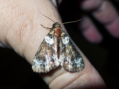 Cropia cedica