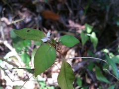 Hypoestes