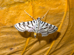 Conchylodes concinnalis