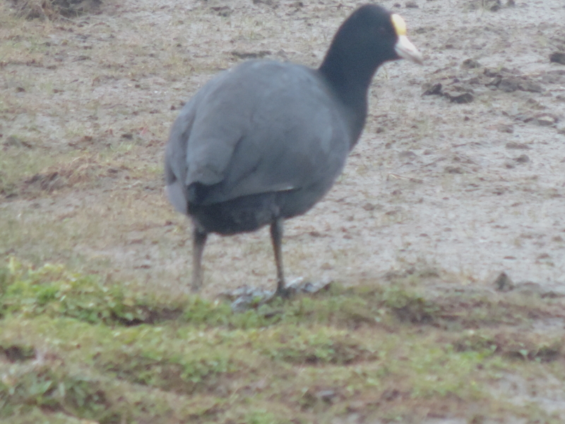 Fulica ardesiaca image