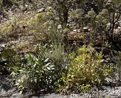 Angelica scabrida