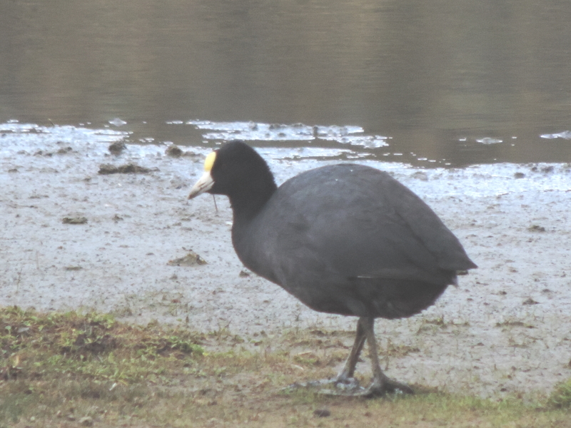 Fulica ardesiaca image