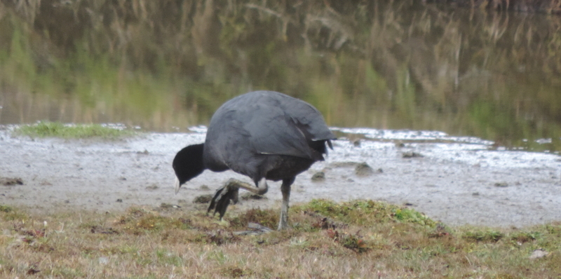 Fulica image