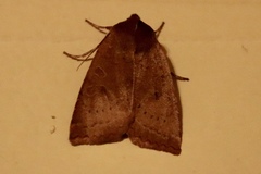 Epiglaea decliva