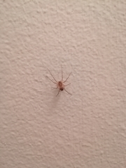 Scytodes thoracica