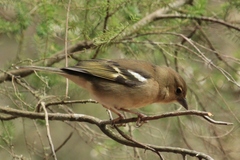Fringilla coelebs canariensis