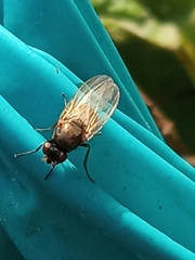 Acalyptratae