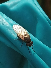 Acalyptratae
