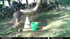 Odocoileus virginianus
