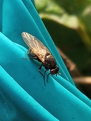 Acalyptratae