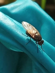Acalyptratae