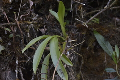 Cyrtochilum macranthum