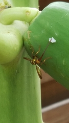 Toxotrypana curvicauda