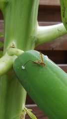 Toxotrypana curvicauda