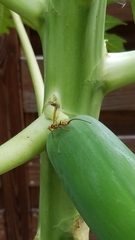 Toxotrypana curvicauda