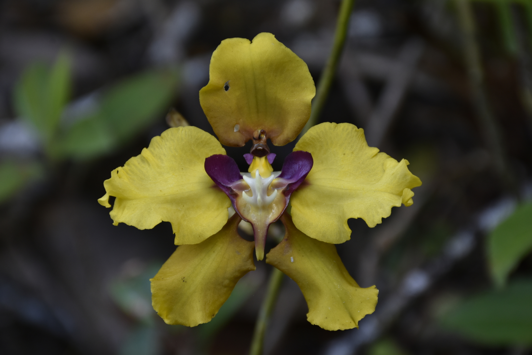 Cyrtochilum macranthum (Lindl.) Kraenzl.