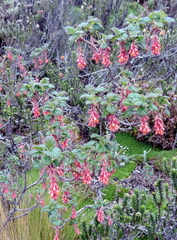 Ribes hirtum