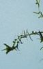 Short-leaved Water-Starwort - Photo (c) יאיר אור, some rights reserved (CC BY-NC-SA), uploaded by יאיר אור