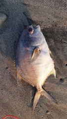 Trachinotus kennedyi
