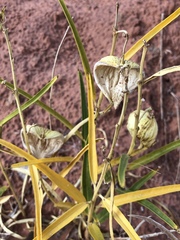 Asclepias labriformis