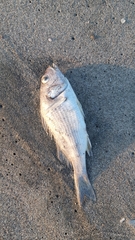 Diplectrum pacificum