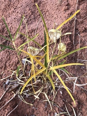 Asclepias labriformis