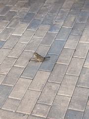 Passer domesticus