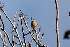 Carduelis carduelis