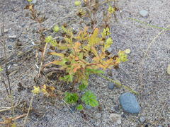 Potentilla paradoxa