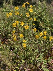 Helianthus schweinitzii