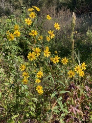Helianthus schweinitzii
